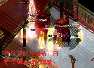 传奇SF新开网站:白野猪爆率如何查看? 传奇SF新开网站:白野猪爆率如何查看?